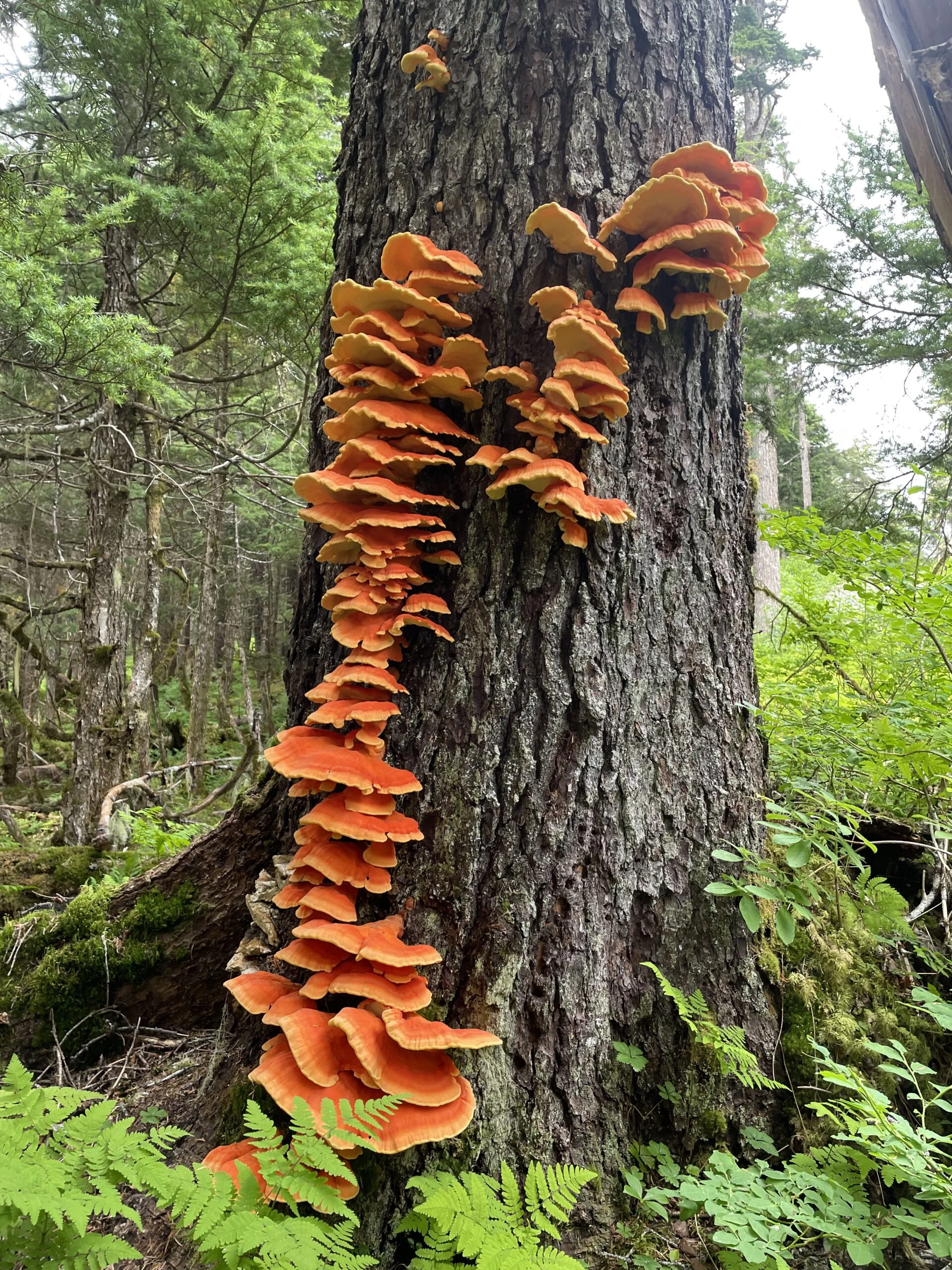 Bright orange chicken of the woods shelf fungus climbs a large tree trunk above green ferns.