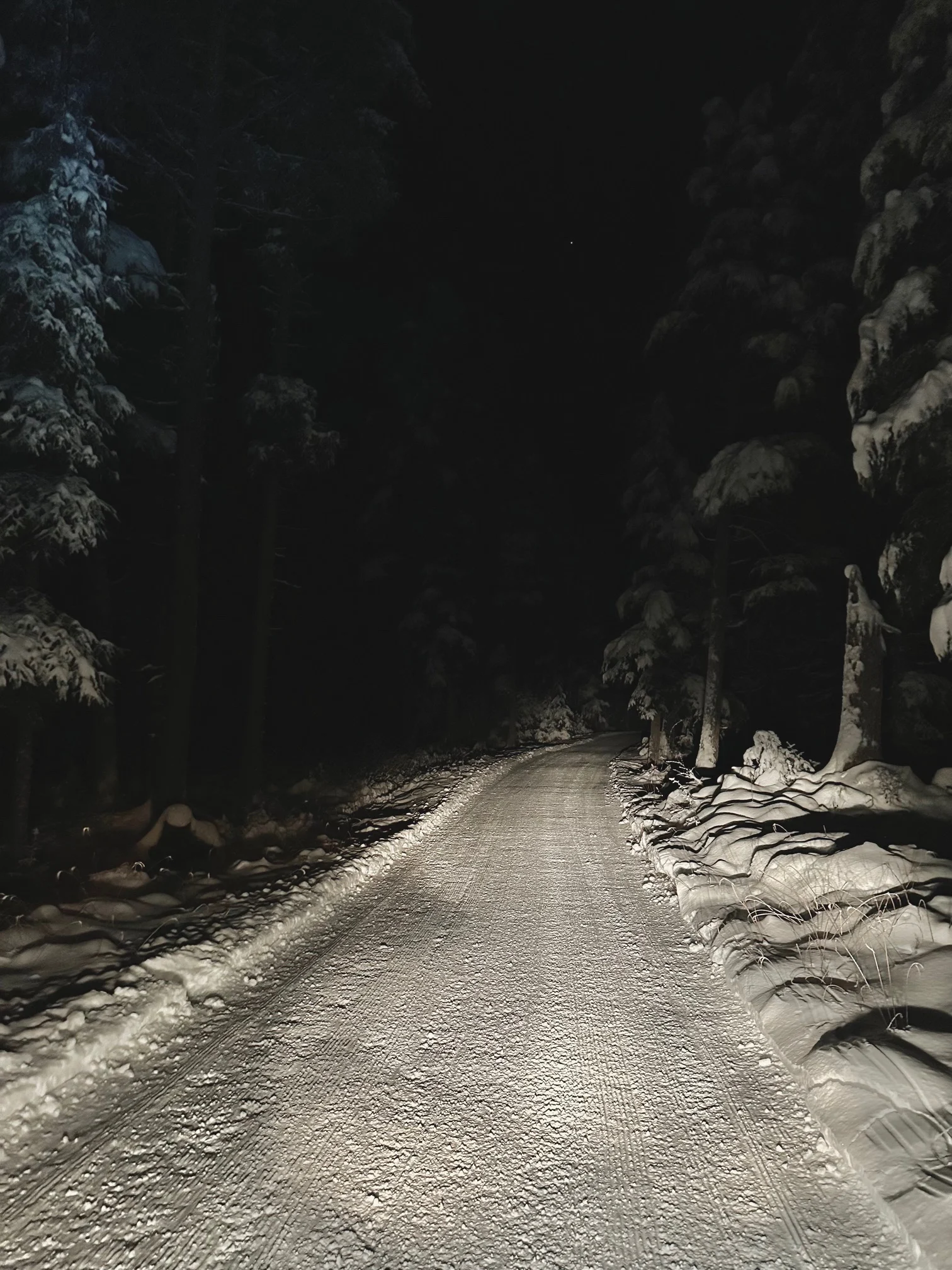 Headlights light a freshly groomed trail curving into a dark, snowy spruce forest at night.