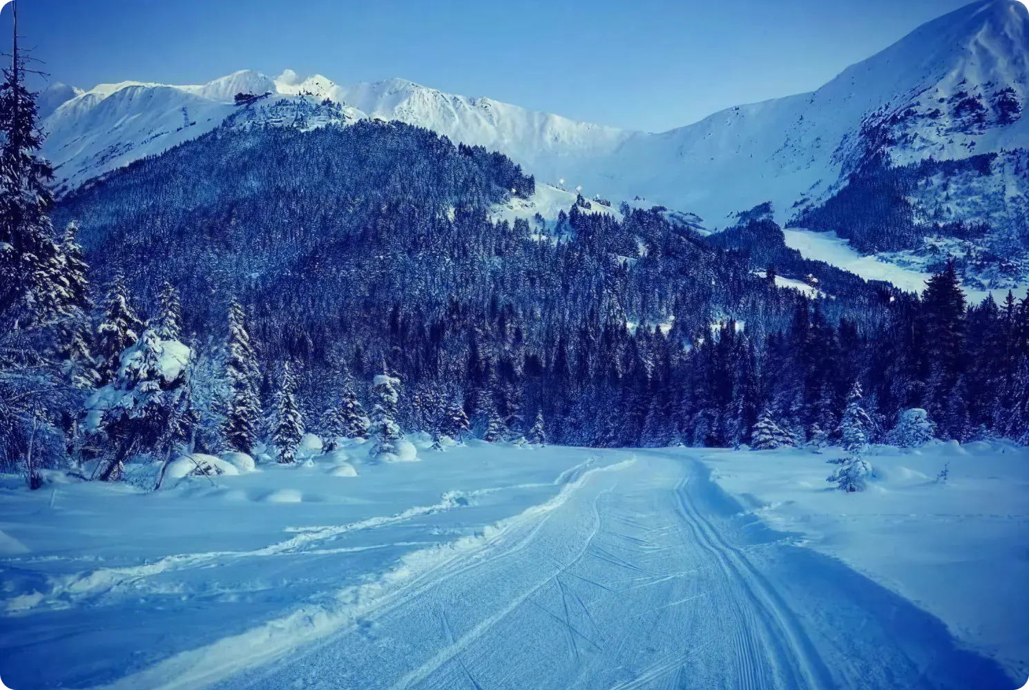 Groomed ski trail with classic tracks curving through snowy spruce forest below snow-covered mountains.