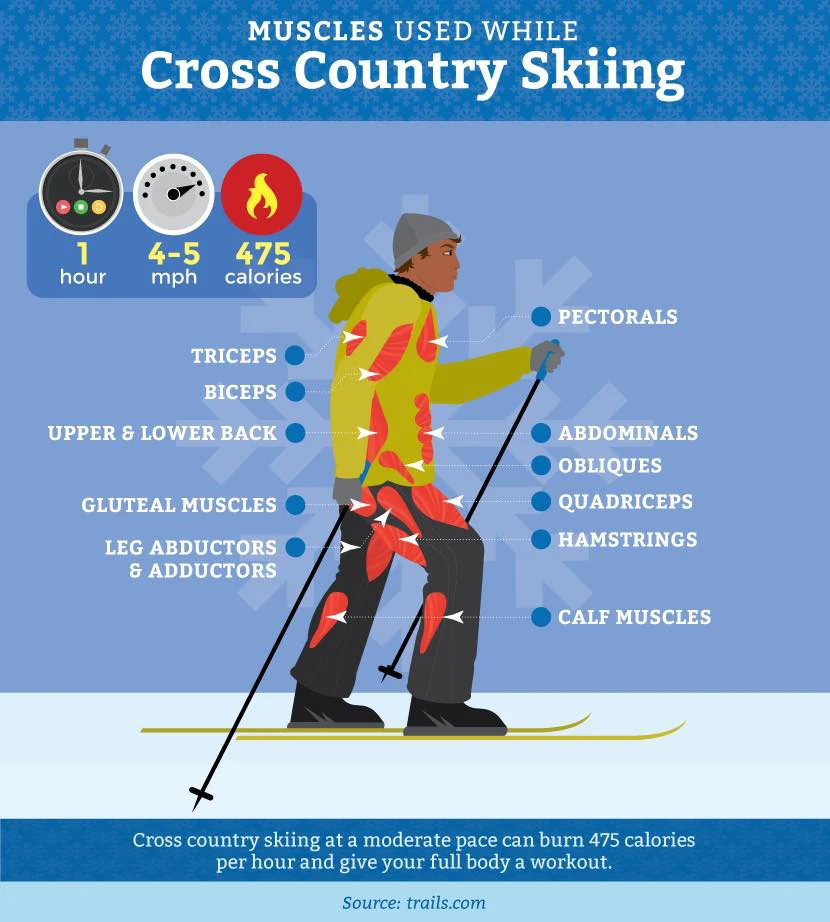 Infographic of a skier showing the muscles cross country skiing works; an hour at 4 to 5 mph burns 475 calories.